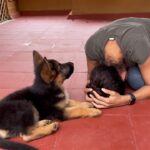 Rukmini Vijayakumar Instagram - Zorro checking on me as a puppy. So gentle ♥️ We lost this little fellow when he was 8 months old. Our family was devastated. He was Kong’s brother and litter mate. Some German shepherds have heart conditions apparently, and we didn’t know until it was too late. I was watching some old videos of them as puppies and it’s so funny to see that just as we have distinct characteristics as children, puppies have them too. Zorro loved to be on people’s laps, but Kong hated it - Kong hates hugs even now. Zorro was watchful and alert, while Kong used to be in his own world. Kong needed Zorro and needed people. Zorro wanted us, but was also happy by himself. We miss him…. For those of you who keep asking about the other dog… we lost him. I don’t like to keep posting or sharing about it. Hope that I don’t get any more questions about Zorro. We miss him dearly. Thank you all 🙏🏽 #germansheperd #lovemydog #puppylove #dogmom #mybestie