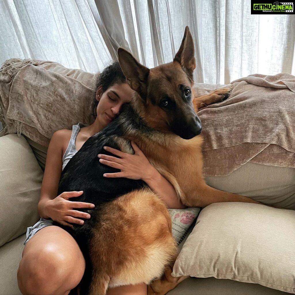 Rukmini Vijayakumar Instagram - I don’t think he realises how big he is. 🙄 He just decided to sit like this, for half an hour today afternoon forcing me to use one hand to make calls… #bestie #dogmom #gsd #gsdlove #germanshepherd #dancerlife #kongyboy