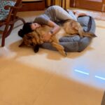Rukmini Vijayakumar Instagram - Good night…. #goodnight #dogmom #gsd #gsdlove #germanshepherd #cuddles