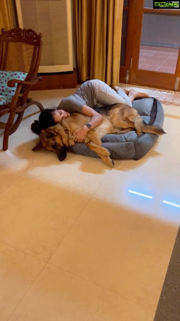 Rukmini Vijayakumar Instagram - Good night…. #goodnight #dogmom #gsd #gsdlove #germanshepherd #cuddles