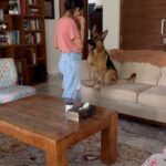 Rukmini Vijayakumar Instagram - I can’t wait to see my sweetest ….. ♥️ #kong #lifewithkong #dogmom #onmywayhome #gsd #germanshepherd #gsdlove