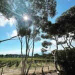 Rukmini Vijayakumar Instagram - Some pictures from the Bellarine peninsula. We enjoyed lunch at the @jackrabbitvineyard and went to Bells beach afterward. It’s been a very long time since I’ve had time off like this. You all might get some vacation spam 🤭. I’ll try to get some dancing into some posts… I’m really enjoying the beauty of this region. @pickyourtrail @visitmelbourne @australia #Pickyourtrail #BeSurprised #UnwrapTheWorld #seeaustralia #visitmelbourne Melbourne, Australia