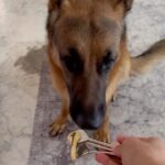 Rukmini Vijayakumar Instagram - Kong’s favourite game. “search”! He can find anything that I hide. And he loves playing… Kong learns things fast. Really fast. But he is overprotective and anxious with strangers. We’ve been working on that a lot and he’s progressively gotten better in the past few months. ♥️ will share more about Kong’s training in the weeks following. (I’ll still continue to share about my dance training 😁 but I’ll just be adding Kong to the mix) #gsd #germanshepherd #search #dogmom #gsdlove #smartdog