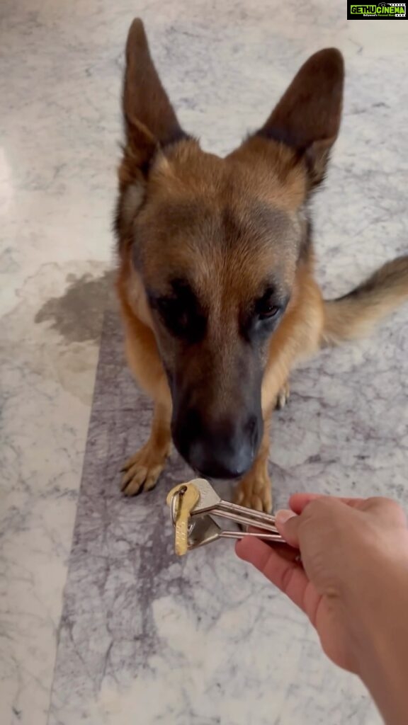 Rukmini Vijayakumar Instagram - Kong’s favourite game. “search”! He can find anything that I hide. And he loves playing… Kong learns things fast. Really fast. But he is overprotective and anxious with strangers. We’ve been working on that a lot and he’s progressively gotten better in the past few months. ♥️ will share more about Kong’s training in the weeks following. (I’ll still continue to share about my dance training 😁 but I’ll just be adding Kong to the mix) #gsd #germanshepherd #search #dogmom #gsdlove #smartdog