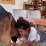 Rukmini Vijayakumar Instagram - I saw this on some police and military videos 🤣 so I thought I’d try it with Kong. First day trying this…. so he kept going “she’s nuts. I know an easier way around” But then he trusted me when I gave him better treats 🤣 Watch till the end! #kong #adventureswithkong #gsd #gsdlife #dogmom #itstheweekend
