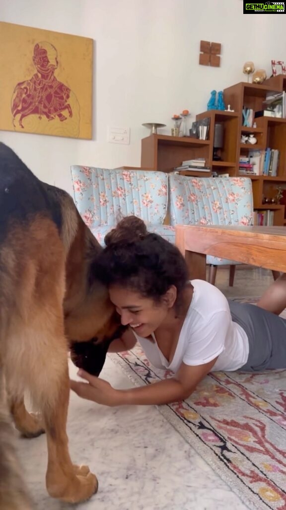 Rukmini Vijayakumar Instagram - I saw this on some police and military videos 🤣 so I thought I’d try it with Kong. First day trying this…. so he kept going “she’s nuts. I know an easier way around” But then he trusted me when I gave him better treats 🤣 Watch till the end! #kong #adventureswithkong #gsd #gsdlife #dogmom #itstheweekend