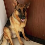 Rukmini Vijayakumar Instagram - My heart broke leaving this fellow behind this time. His loving eyes ♥️ blocking the door ☹️. Off to Estonia - Germany - Netherlands- Switzerland for performances and workshops Details in the link in my bio. Traveling is hard when you leave family behind … But I’m looking forward to seeing you all in these beautiful countries… and living shared experiences through art ♥️ #dancerlife #indiandancer #bharatanatyam #bharatnatyamdancer #lovemydog #dogmom #gsd #germanshepherd #lifewithkong