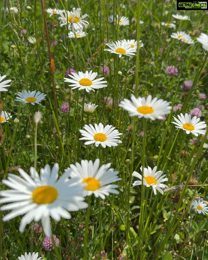 Samiksha Jaiswal Instagram - “Daisies are like sunshine to the ground.” 🤍