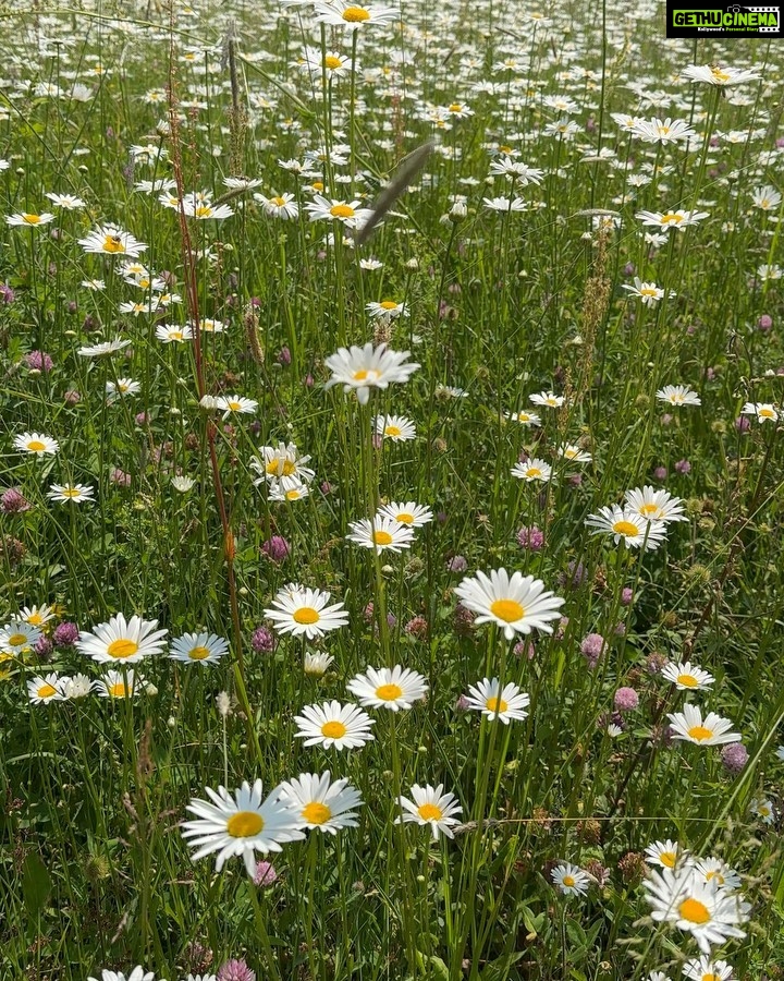 Samiksha Jaiswal Instagram - “Daisies are like sunshine to the ground.” 🤍