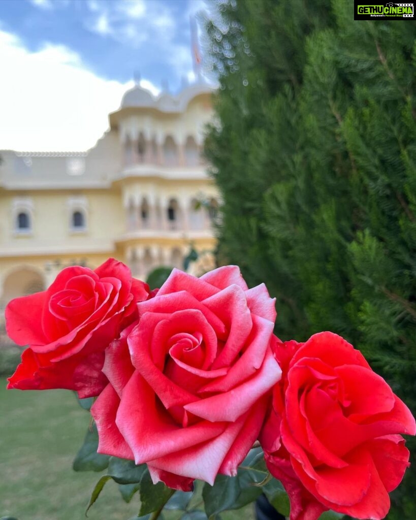 Sanjeeta Bhattacharya Instagram - Spring has sprung and how I’ve known it these past couple of months. ☀️ Days of wine and roses. Here, There and Everywhere