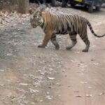 Saumya Tandon Instagram – The travel to the jungle was surreal, away from the city humdrum with almost no network, and sorrounded by immersing sounds of the jungle, stretch of green and not green trees and hills and water and a long drive to spot the majestic Tiger. I kept on saying that even if I dint spot the Tiger it was ok but when that moment came and I saw him crossing me and looking at me and walking , I was numb, there was something in that moment , something magical, he owned the moment and space and he bowled me over. His name was jamhol.
Travelling with my family, my niece and nephew and sister from london wanted them to see the national animal of India up close and personal not in a zoo but in his home, we said hi and he acknowledged 😬. 
Glad to meet you jamhole. 
My little baby slept just when the Tiger crossed us , ha may be next time for him. Until we meet next stay safe. #tiger #jungle #junglesafari #bandhavgarhnationalpark #saumyatandon #naturelover