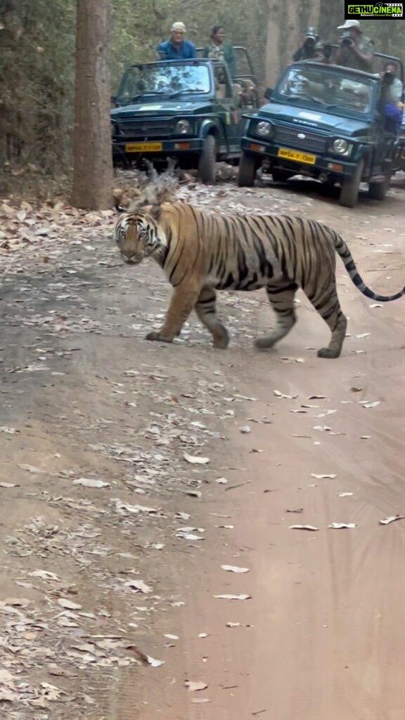 Saumya Tandon Instagram - The travel to the jungle was surreal, away from the city humdrum with almost no network, and sorrounded by immersing sounds of the jungle, stretch of green and not green trees and hills and water and a long drive to spot the majestic Tiger. I kept on saying that even if I dint spot the Tiger it was ok but when that moment came and I saw him crossing me and looking at me and walking , I was numb, there was something in that moment , something magical, he owned the moment and space and he bowled me over. His name was jamhol. Travelling with my family, my niece and nephew and sister from london wanted them to see the national animal of India up close and personal not in a zoo but in his home, we said hi and he acknowledged 😬. Glad to meet you jamhole. My little baby slept just when the Tiger crossed us , ha may be next time for him. Until we meet next stay safe. #tiger #jungle #junglesafari #bandhavgarhnationalpark #saumyatandon #naturelover