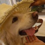 Shritama Mukherjee Instagram - Stella's new hat 🐕Describe her look in one word 🤪 #stellalove #dogsofinstagram #dogmomlife #stellathegoldenretriever #loveher #mine