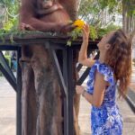 Sunayana Fozdar Instagram - Why have the regular Boring Breakfast when you can have “Breakfast with Orangutans “ at the Bali zoo !! @balizoo This was Therapy for me …one of the Best moments of my Bali Trip !!!! You have to see it for yourself to believe it 🫶 You Can Get this magical Experience when your in Bali! Book your tickets for “Breakfast with Orangutans “ 👇 : https://www.bali-zoo.com/package/breakfast-with-orangutan