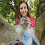 Sunayana Fozdar Instagram - Wanted to do a Day dump, But this moment deserved is single post ❤️🫶 Can’t wait to share the Behind the scenes of these pics… #staytuned #wildlifelover Spent a day At The Ubud Monkey forest @monkeyforestsanctuaryubud Loved the fact that animals are in their natural surroundings and the people visiting are given a long set of rules to follow which help in keeping the environment for the animals safe and protected 💕 #monkeyforestubudbali #monkeyforestbali #wildlife #posewithamonkey #wildlifeubud