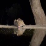 Sunil Grover Instagram - This video was shot recently at night in Kenya by @drpandaasianheart. 👏👏. I have made a reel out of it. Whoever comes across this Leopard, please show this video to him.