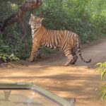 Sunil Grover Instagram – EAU DE TIGRE.  #tiger 
#tigerphotography 
#indianationalanimal 
#tigerking 
#tigerreels 
#viral 
#viralreels 
#viralvideos 
#viralpost 
#viralvideo 
#trending 
#trendingreels 
#photographers 
#wildlifeindia 
#passionphotography 
#saveearth 
#naturelovers 
#naturelover 
#natgeo 
#bbc 
#bbcearthlife 
#natureinfocus 
#reelkarofeelkaro❤ 

@awesome.earth @eyewinawards @bbcearth @igpodium @natgeo @natgeowild @exklusive.shot @people.infinity_ @people.infinity_
@thevisualscollective @streetphotographyindia @indianwildlifeofficial 
@whosunilgrover 
@akshaykumar 
@indianwildanimales 
#indianforestofficial 
@wildisbeautiful_ 
@savetheearthhumans PlanetEarth
