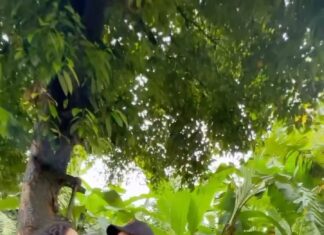 Swasika Instagram - Obsessed wit Tointa toin❤️❤️❤️ @swasikavj @shinetomchacko_official @dileepactor @rambhaindran_ Video credits @ashbinn.c #vivekanandanviralaanu location #location#film#shoot