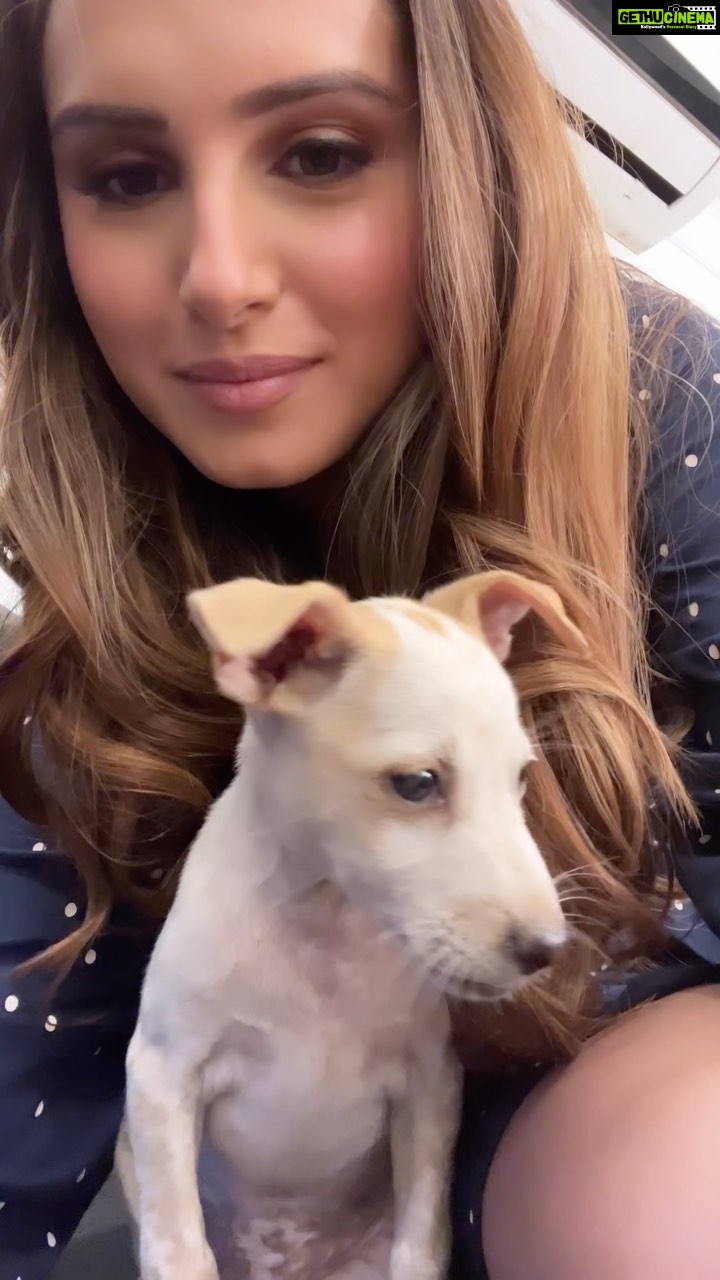Tara Sutaria Instagram - Clearly did not wanna say hi.. 🐶 (Also, this is my pup voice. )