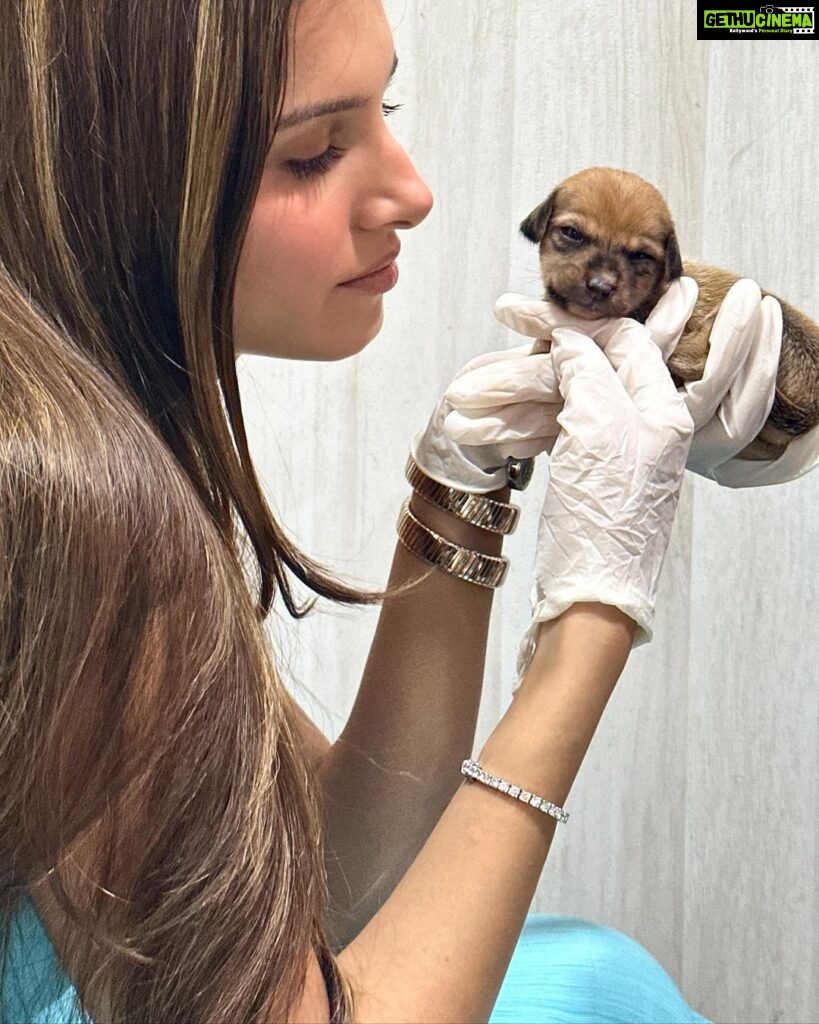 Tara Sutaria Instagram - Afternoon snuggles with a litter of indie pups that have my whole ♥️