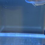 Vanitha Vijayakumar Instagram - Meet my son #jumpervijaykumar… he has a story for his name … will post a video on this… feeling very blessed and secure.. #arrowana #fengshui #fish adopted at @abis_pet_house mambakkam