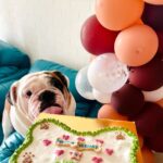 Vinny Arora Instagram - 4 years of togetherness with our fur baby & how can it not be a big deal ❤️ @oreo.thetroublemaker ‘s Adopt-a-versary no 4 🐶🧿 Decor: @ezyprints Pet Cake: @bombaybarkers Customised Return Favors: @alienchikki