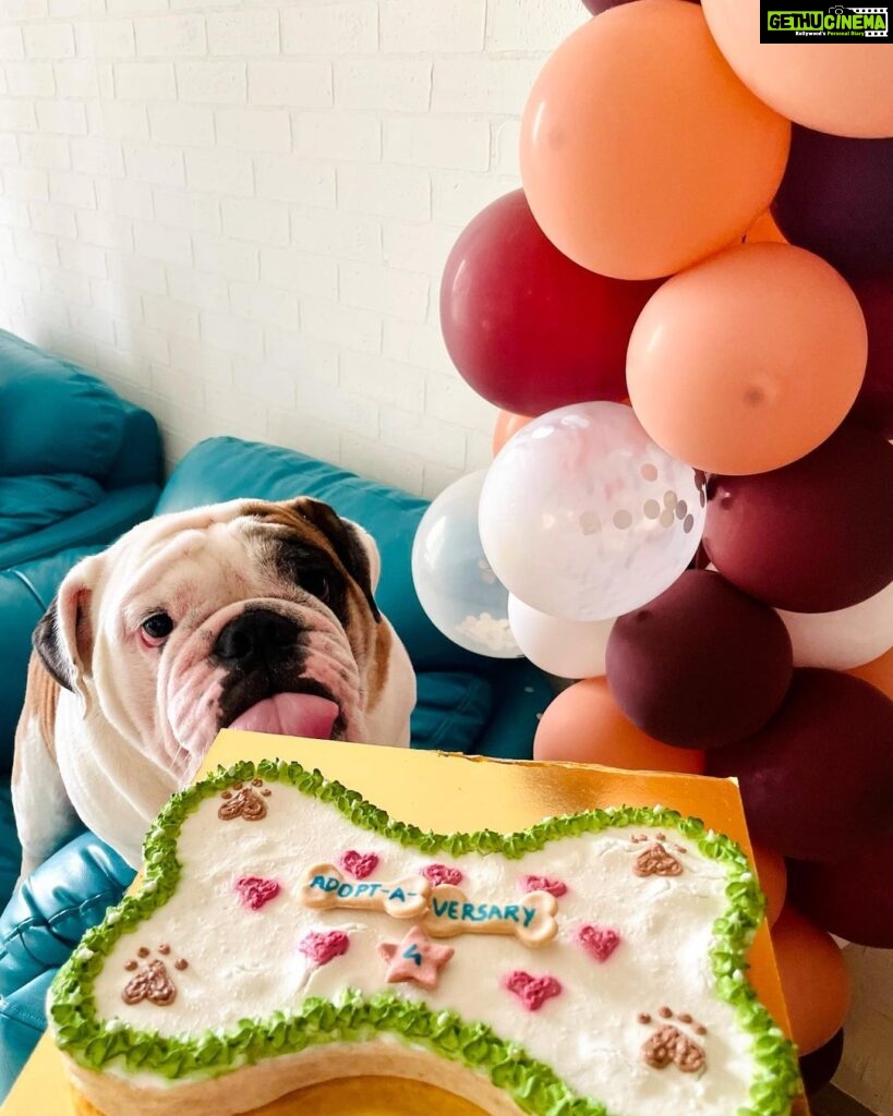 Vinny Arora Instagram - 4 years of togetherness with our fur baby & how can it not be a big deal ❤️ @oreo.thetroublemaker ‘s Adopt-a-versary no 4 🐶🧿 Decor: @ezyprints Pet Cake: @bombaybarkers Customised Return Favors: @alienchikki