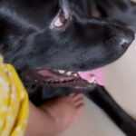 Abhirami Suresh Instagram - Everyone thinks they have the best dog. And none of them are wrong.. 🐶 . . #dogsofinstagram #dog #doglover #doglife #heal #chuddu #bhageera 🤍