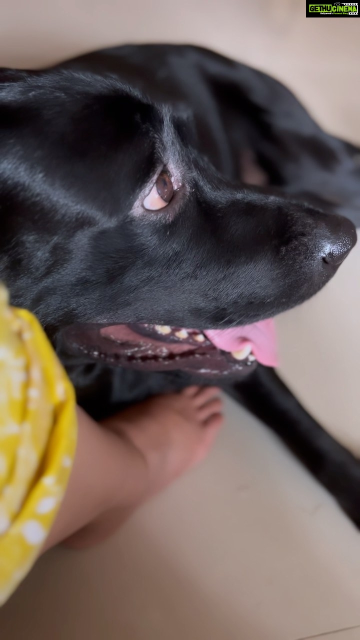 Abhirami Suresh Instagram - Everyone thinks they have the best dog. And none of them are wrong.. 🐶 . . #dogsofinstagram #dog #doglover #doglife #heal #chuddu #bhageera 🤍