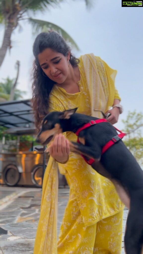 Abhirami Suresh Instagram - He was such a sweetheart. ✨🙏🏻🌧🐶 So were his parents ✨ . . . #cafeuutopia #uutopia #uutopianjournal #panangad #petfriendlycafe #kochicafe #waterfrontcafe #kochigram #kochi #ohkochi #dogs #dogsofinstagram #doglover #welovedogs Cafe Uutopia