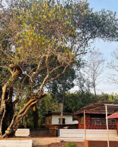 Anaswara Rajan Instagram - POV: you missed theyyam season🥹🥲
A visit to my home town 🫶🏽
#hometown