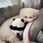 Andrea Jeremiah Instagram - My boy turns 3 today💖💖💖 I cannot begin to describe the many ways in which @jonsnow.bichon has changed my life since he pawed his way into my heart in 2020 🐾 Love comes in all shapes, forms & sizes, but none as cute as this bratty Bichon 🥰🥰🥰 Thank you Jon snow for being you ❤️ I’m forever grateful that you chose me to be your human mommy 🥹💕✨ #jonsnow #snowinchennai #bichon #dogsofinsta #birthdayboy #july4th