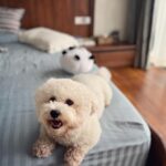 Andrea Jeremiah Instagram - My boy turns 3 today💖💖💖 I cannot begin to describe the many ways in which @jonsnow.bichon has changed my life since he pawed his way into my heart in 2020 🐾 Love comes in all shapes, forms & sizes, but none as cute as this bratty Bichon 🥰🥰🥰 Thank you Jon snow for being you ❤️ I’m forever grateful that you chose me to be your human mommy 🥹💕✨ #jonsnow #snowinchennai #bichon #dogsofinsta #birthdayboy #july4th