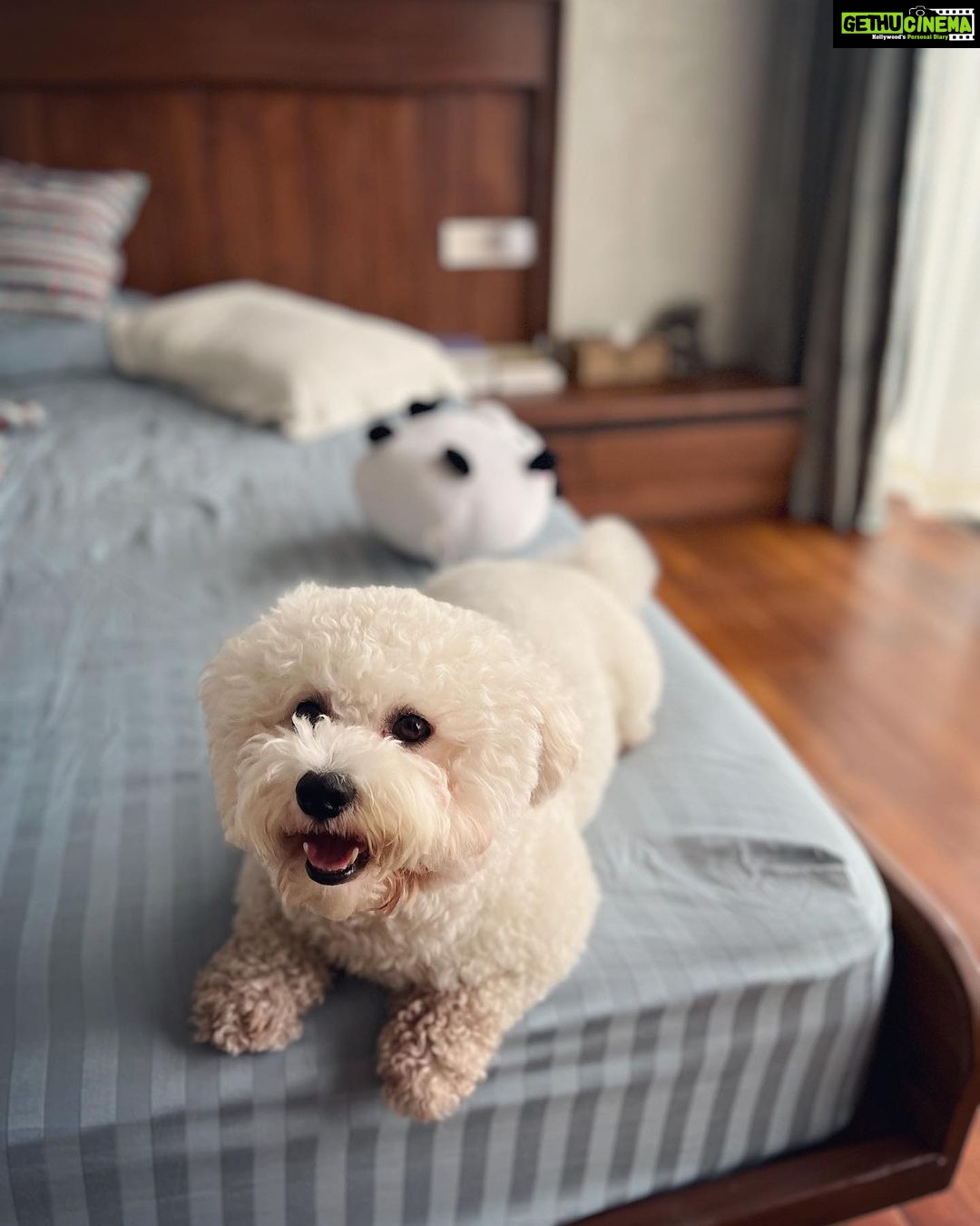 Andrea Jeremiah Instagram - My boy turns 3 today💖💖💖 I cannot begin to describe the many ways in which @jonsnow.bichon has changed my life since he pawed his way into my heart in 2020 🐾 Love comes in all shapes, forms & sizes, but none as cute as this bratty Bichon 🥰🥰🥰 Thank you Jon snow for being you ❤️ I’m forever grateful that you chose me to be your human mommy 🥹💕✨ #jonsnow #snowinchennai #bichon #dogsofinsta #birthdayboy #july4th