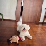Andrea Jeremiah Instagram - My boy turns 3 today💖💖💖 I cannot begin to describe the many ways in which @jonsnow.bichon has changed my life since he pawed his way into my heart in 2020 🐾 Love comes in all shapes, forms & sizes, but none as cute as this bratty Bichon 🥰🥰🥰 Thank you Jon snow for being you ❤️ I’m forever grateful that you chose me to be your human mommy 🥹💕✨ #jonsnow #snowinchennai #bichon #dogsofinsta #birthdayboy #july4th