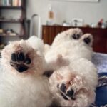 Andrea Jeremiah Instagram - My boy turns 3 today💖💖💖 I cannot begin to describe the many ways in which @jonsnow.bichon has changed my life since he pawed his way into my heart in 2020 🐾 Love comes in all shapes, forms & sizes, but none as cute as this bratty Bichon 🥰🥰🥰 Thank you Jon snow for being you ❤️ I’m forever grateful that you chose me to be your human mommy 🥹💕✨ #jonsnow #snowinchennai #bichon #dogsofinsta #birthdayboy #july4th