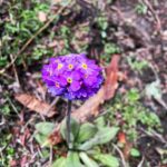 Andrea Jeremiah Instagram - In the kingdom of happiness☺️ @gtholidays.in #bhutan #solotravel #gtholidays #shotoniphone