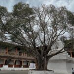 Andrea Jeremiah Instagram - The magnificent #punakhadzong !!! It is the second oldest & second largest #dzong in Bhutan… situated between two rivers & surrounded by gorgeous jacaranda blossoms, it’s quite a sight to behold 💜💜💜 @gtholidays.in #bhutan #punakha #solotravel #gtholidays #shotoniphone