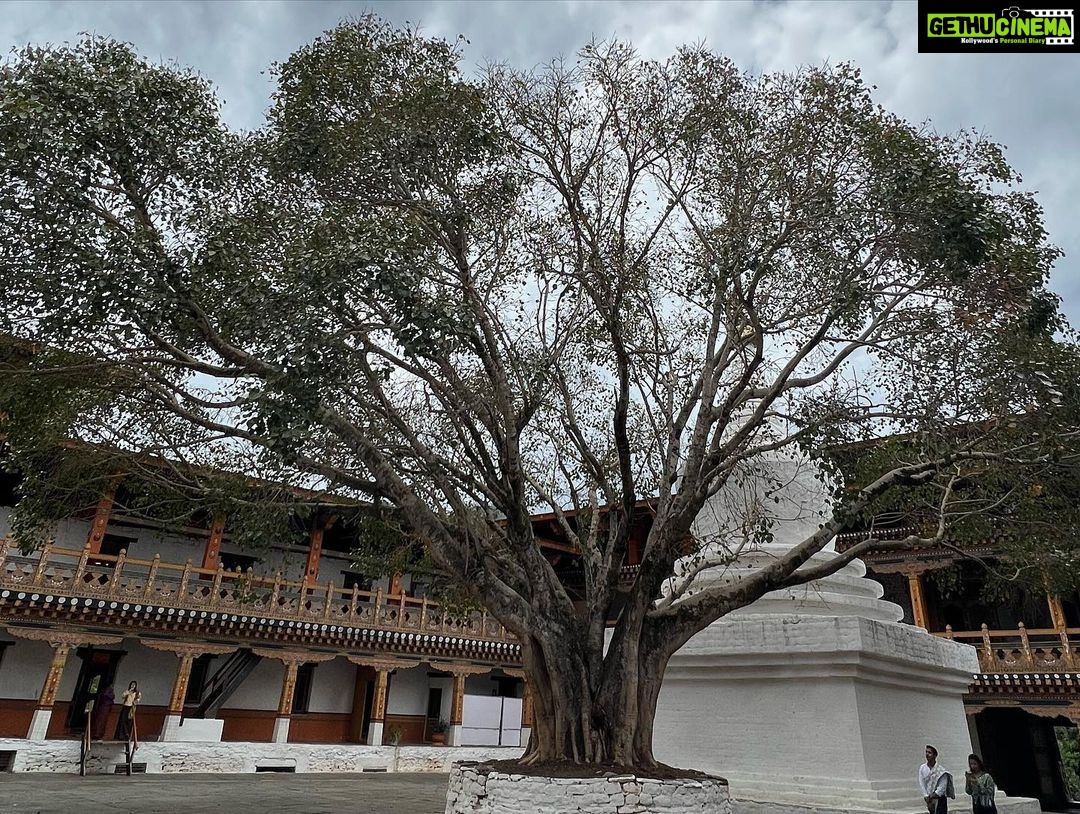 Andrea Jeremiah Instagram - The magnificent #punakhadzong !!! It is the second oldest & second largest #dzong in Bhutan… situated between two rivers & surrounded by gorgeous jacaranda blossoms, it’s quite a sight to behold 💜💜💜 @gtholidays.in #bhutan #punakha #solotravel #gtholidays #shotoniphone