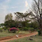 Andrea Jeremiah Instagram - From #dubai to #dindigul… the week that was ☀️🐶💕🐮