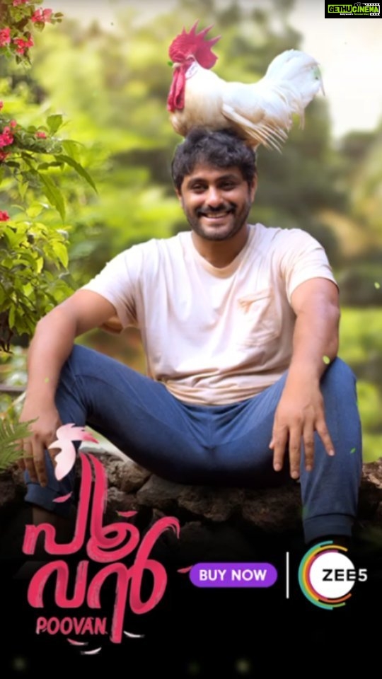 Antony Varghese Instagram - #Poovan is premiering on the 24th of March exclusively on ZEE5 . @sajincherukayil @vineeth_vasudevan__ @vineeth_vishwam @varun_dhara @girish.ad @akhilabhargavan @shebin_backer_productions @sajithpurushan @ZEE5Keralam #zee5 #zee5keralam #Poovanonzee5