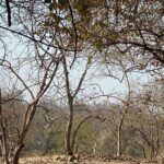 Asmita Sood Instagram – Only those who will risk going too far can possibly find out how far they can go. 🌿 #intothewild #gir #woodsatsasan #weekendtrip #girforestnationalpark #asmitten Gir