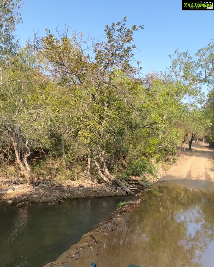 Asmita Sood Instagram - Only those who will risk going too far can possibly find out how far they can go. 🌿 #intothewild #gir #woodsatsasan #weekendtrip #girforestnationalpark #asmitten Gir