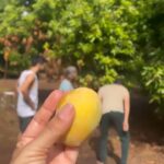 Barkha Bisht Sengupta Instagram - I didn’t pluck any mangoes …: but hey I climbed the mango tree 🌳 🥭 🥭 🥭 @ashishsharma02 @durgesh.naagar @aarti.s.bagdi U guys are ♥️ Back to the roots with @getsetcamp 👍 #camping #farmstay KOLAD HILLS