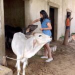 Bhanushree Mehra Instagram - Had a “moo - tiful” time at the farm surrounded by nature & these beautiful cows @theummedjodhpur @khyathisolutions