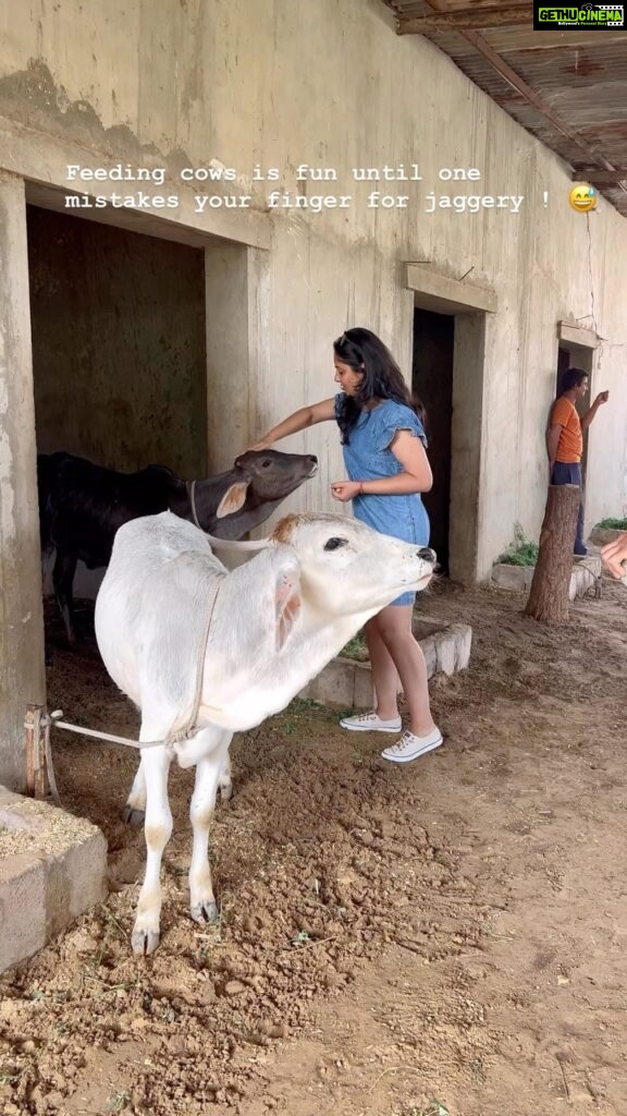 Bhanushree Mehra Instagram - Had a “moo - tiful” time at the farm surrounded by nature & these beautiful cows @theummedjodhpur @khyathisolutions