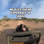 Bhanushree Mehra Instagram - A beautiful evening spent exploring the stunning landscape of Jawai and its incredible wildlife, including leopards, Neel gaye, and so many migratory birds. The perfect end to an unforgettable experience was a cozy tea setup by the Jawai Bandh Lake. A true moment of bliss ! Thank you @rawla_bisalpur for this lovely experience 😊 Jawai Bandh, Rajasthan, India