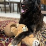 Bhanushree Mehra Instagram - Today, we made the heartbreaking decision to say goodbye to our furry family member Kaalu. It’s been one of the hardest things we've ever had to do. She had been fighting cancer & it was taking a toll on her health & happiness. While we knew it was the right decision to let her go, it’s left a huge void in our home & our hearts. I'm feeling a range of emotions right now - sadness, grief, and guilt. Guilt that maybe we could have done more, or maybe we didn't do enough. But deep down, I know that letting her go was the most selfless & loving thing we could do. I'm grateful for the time we had together, and I'm comforted by the fact that she's no longer in pain. We all miss you & love you so much ! Rest in peace our sweet girl, your memory & spirit will live on in our hearts forever 💕