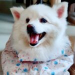 Chandra Lakshman Instagram – Been a while since we felt her warmth physically but our munchkin lives on in our hearts forever..Chakku❤️
#2yearsanniversary #missher #love #dogsofinstagram