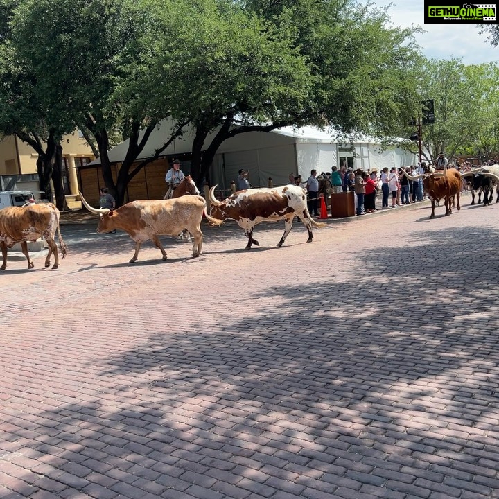 Elnaaz Norouzi Instagram - I don’t usually do touristy stuff… but when I’m in #Texas … I even sit on a Longhorn for pictures 😂 swipe to the last slide to see my reaction/scared face 🥲 Had an amazing day with my friends - some fantastic food and experienced everything we see in movies of what Texas looks like 😁🤘🏼 من معمولا ازین کارای توریستی انجام نمیدم ولی وقتی میام تگزاس، حتی سوار گاومیش هم میشم که باهاش عکس بگیرم. 🤠 ورق بزنید تا تو اسلاید آخر قیافه وحشت زده منو ببینید 🥹 #dallas #usa #longhorns #tourist #funny The Fort Worth Historic Stockyards
